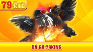 Đá gà 79King